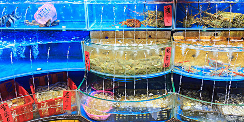 大连普兰店水产品购买指南 价格、专卖店与选购地点详解